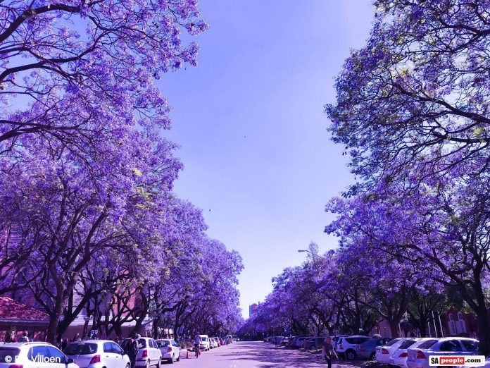 Jacaranda 1