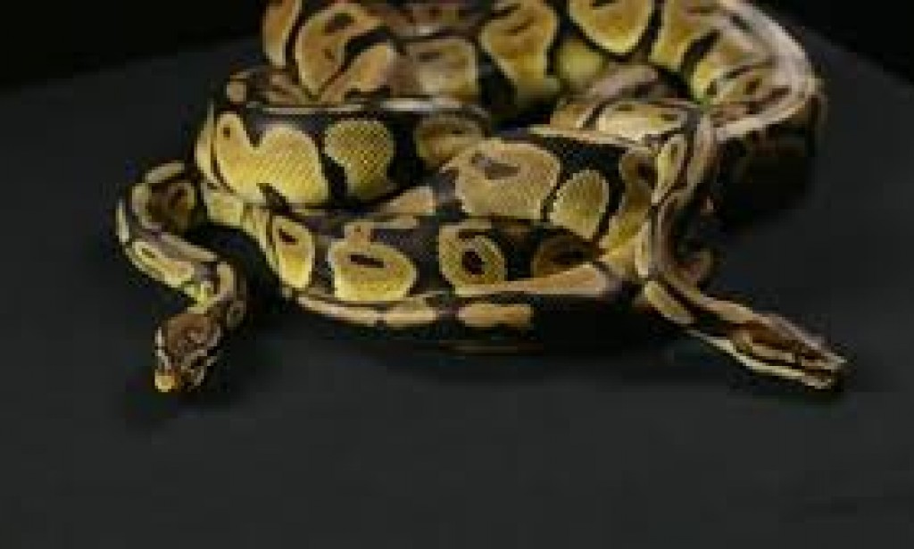 True eye witness: A python coiled around a 10-year old boy on a new year day