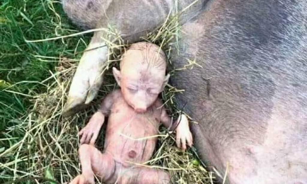 Pig gave birth to human-like piglet