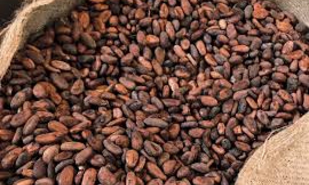 Reform and liberalization essential for the cocoa sector of Ivory Coast
