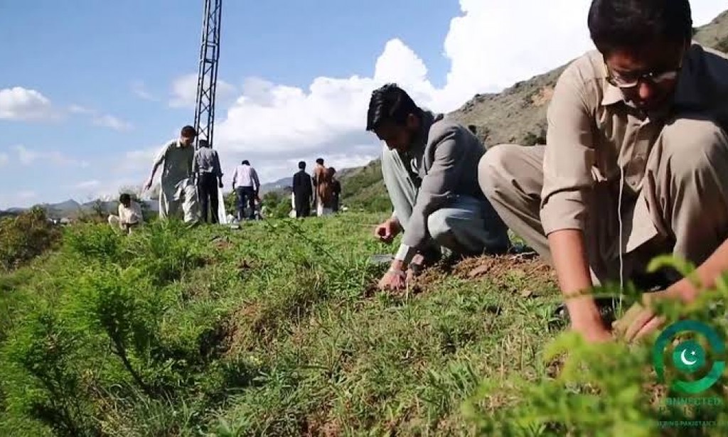 Pak For Tree plantation & Tourisim