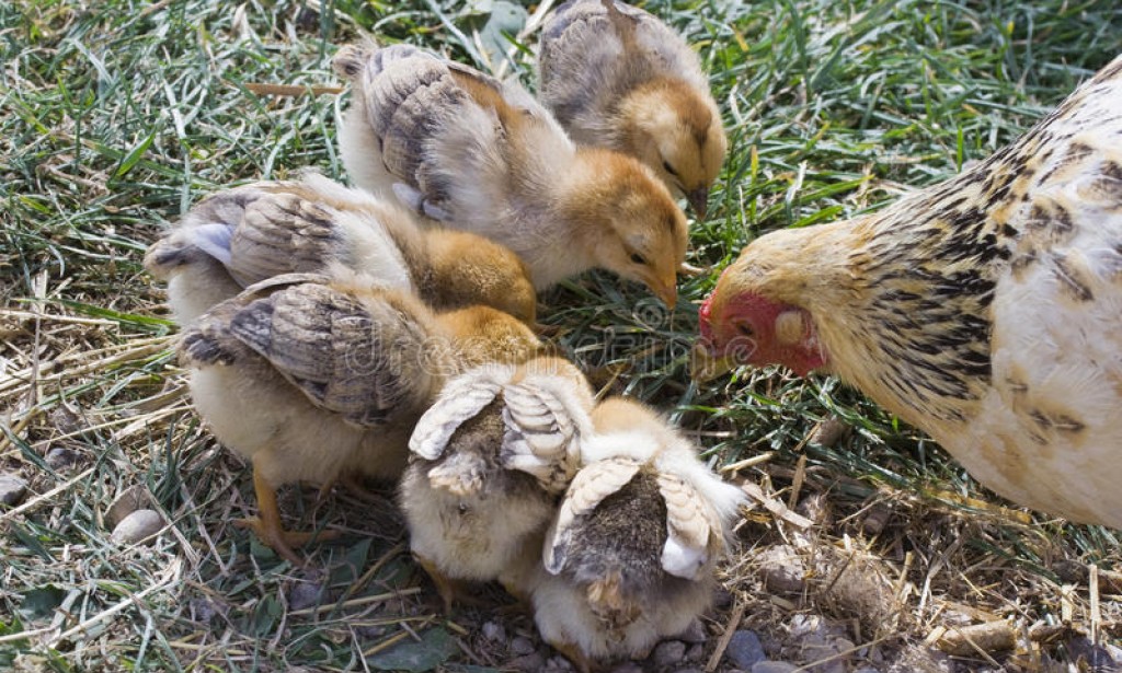 WHEN FOWL FEEDS HER CHICKS . . . HUMAN HIDE FOOD FROM CHILDREN!:  The bestiality In Humanity  By Tunji Ajayi