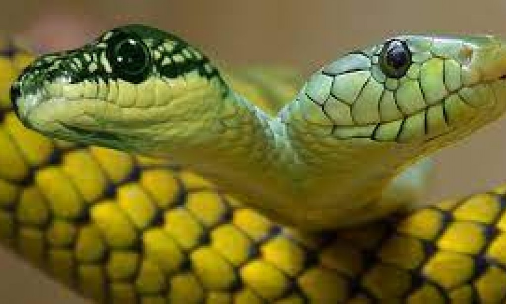 THE PROBLEMS WITH NIGERIA:  . . . and The Metaphor of Double-Headed Snake -  By Tunji Ajayi