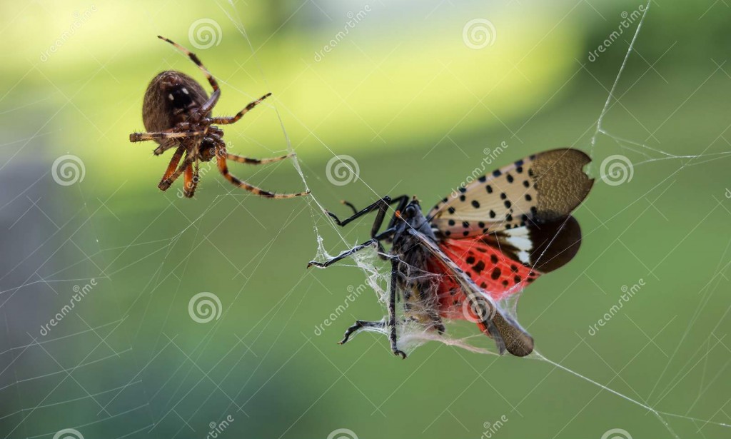 NIGERIA: The Endless Lamentations of an Entangled Nation in “Cob-web” Laws  - By Tunji Ajayi