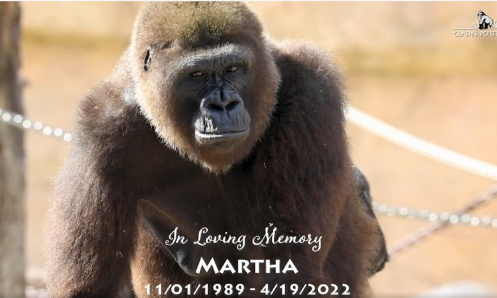 Fully vaccinated Gorilla dies with multiple organ abnormalities.