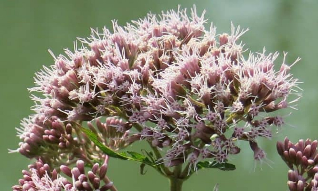 Side Effects of Valerian Root