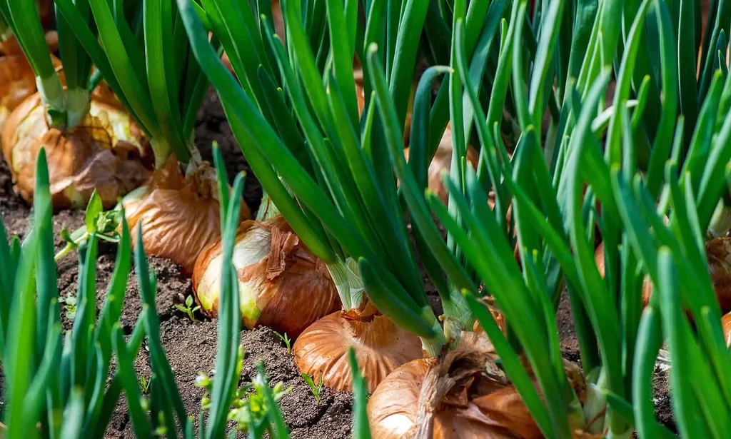 4 Plants that Naturally Repel Snakes