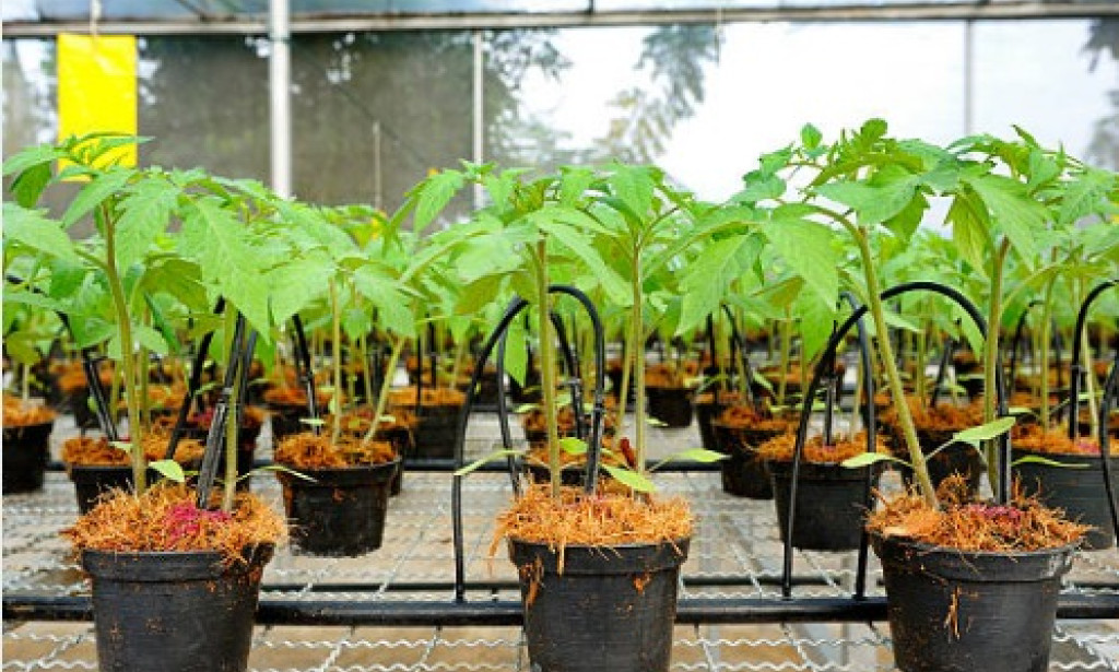 Useful Tips for growing Tomatoes in grow bags