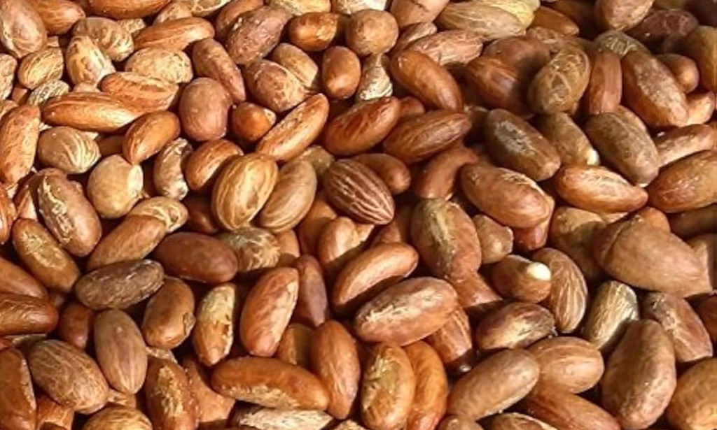 Effectiveness of Bitter Kola (Garcinia kola) in Fatty Liver Disease and Cirrhosis